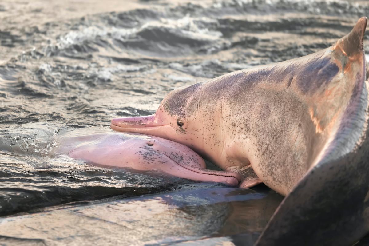 Why Are Hong Kong's Rare Pink Dolphins Disappearing?