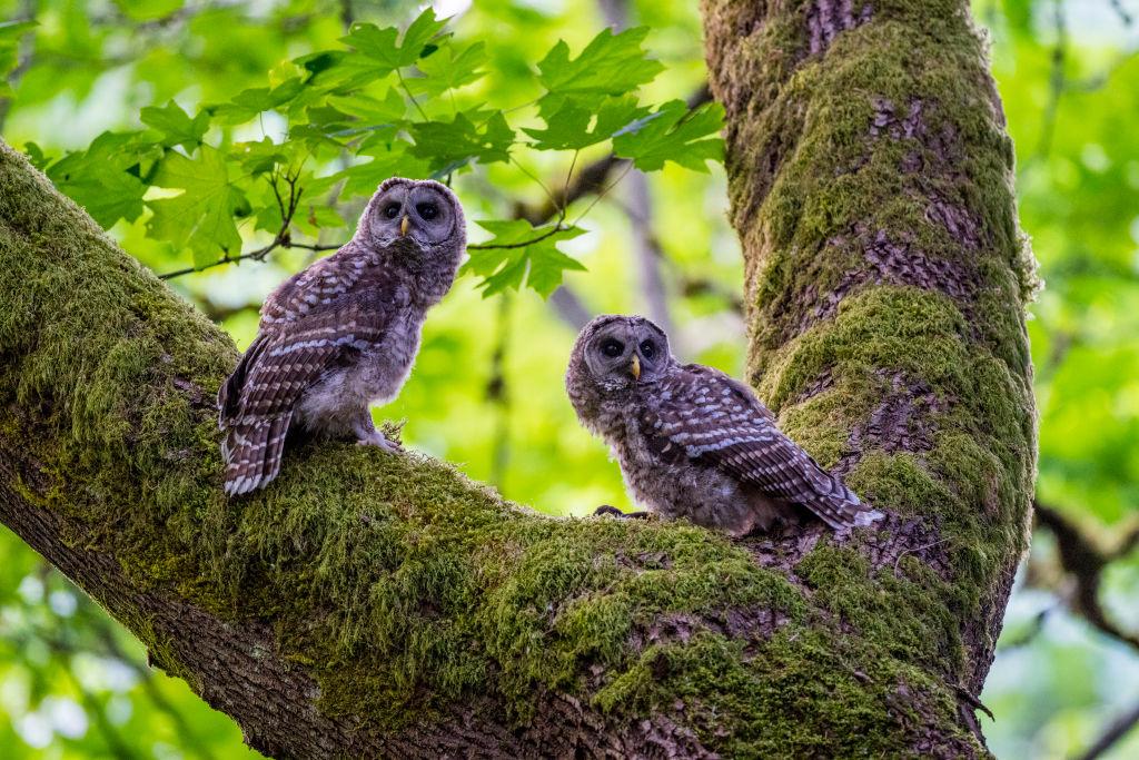 Two juvenile barred owls are perched in a maple tree covered in moss in a park in Kirkland, Washington.
