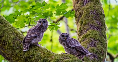 Two juvenile barred owls are perched in a maple tree covered in moss in a park in Kirkland, Washington.