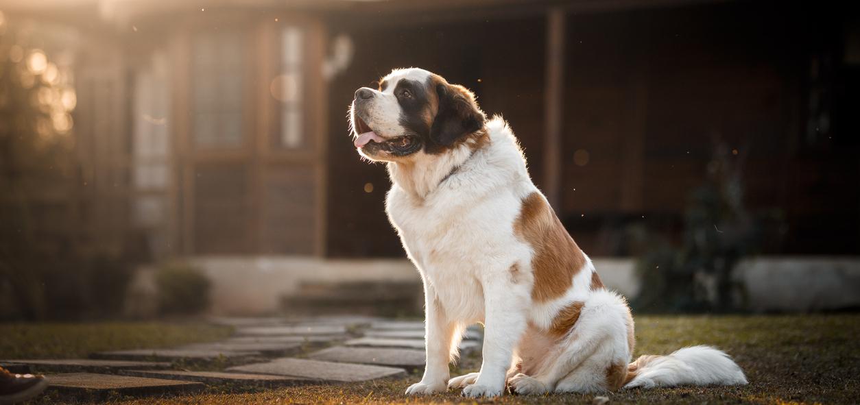 A Saint Bernard sitting in front of a house.