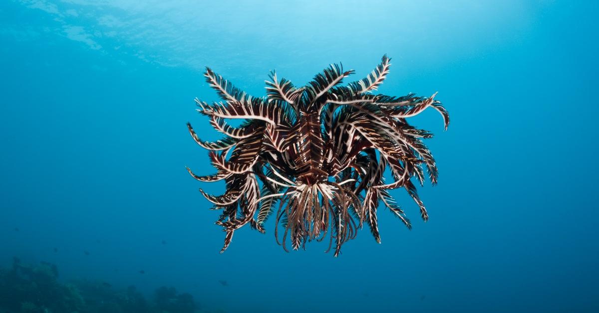 Swimming Feather Stars, aka Jimbacrinus Crinoids: Everything to Know