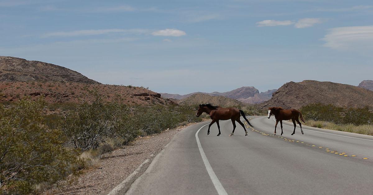 Arizona Horses