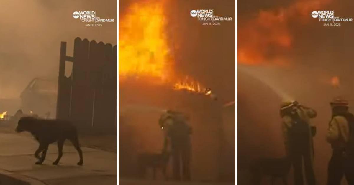 Glimpses of the lonely dog walking and firefighters putting out the fire in a neighborhood in Altadena, California. (Cover Image Source: YouTube | @ABCNews)