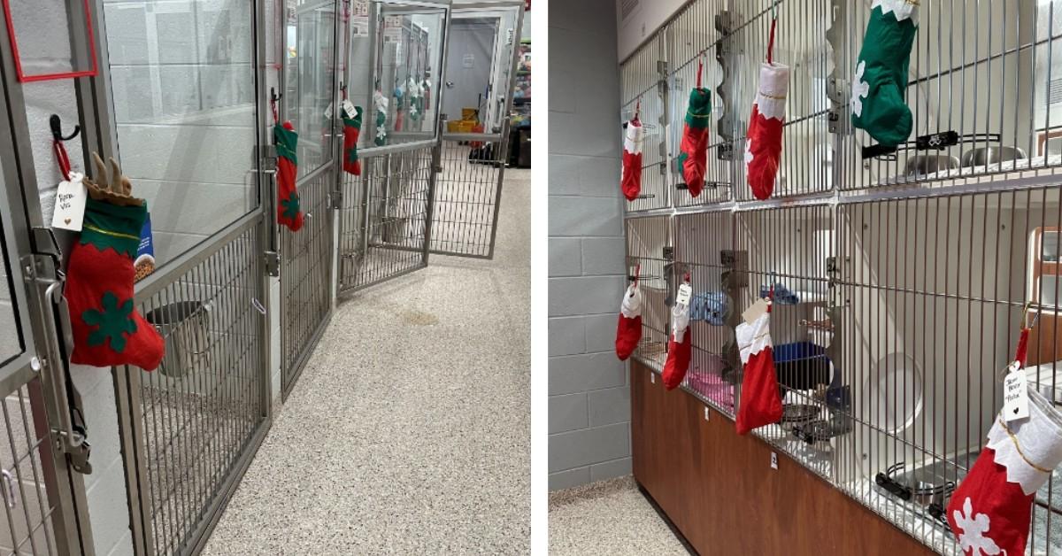 The Forsyth Humane Society decorated the kennels for Christmas before sending Ollie to meet his foster mom for the weekend 