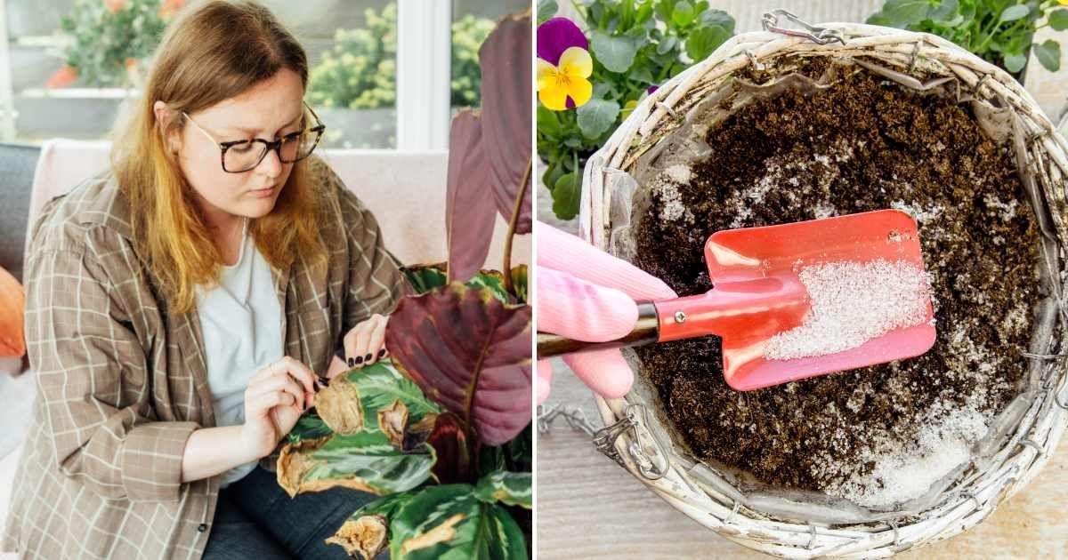 (L) A woman sadly looking at her dying houseplant. (R) A gardener is putting water crystals in the soil of a planter. (Representative Cover Image Source: Getty Images | (L) OKrasyuk, (R) Helin Lyik-Tomson)