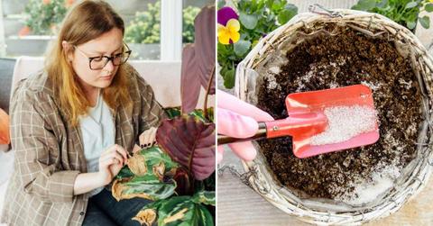 (L) A woman sadly looking at her dying houseplant. (R) A gardener is putting water crystals in the soil of a planter. (Representative Cover Image Source: Getty Images | (L) OKrasyuk, (R) Helin Lyik-Tomson)