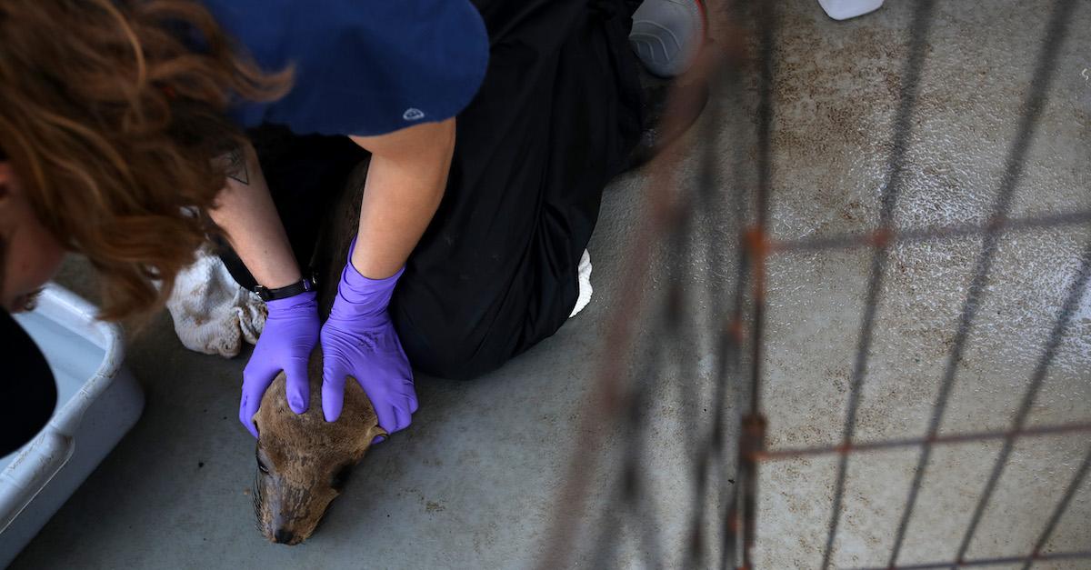 Sea Lions Suffering From Domoic Acid Poisoning Across Southern California