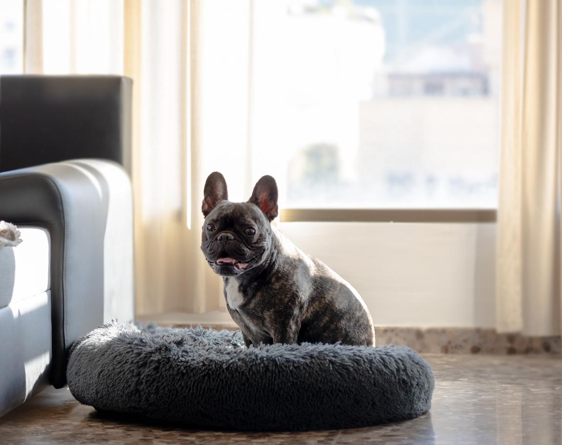 A smiling bulldog stands atop his bed after circling the bed and before laying down within it.