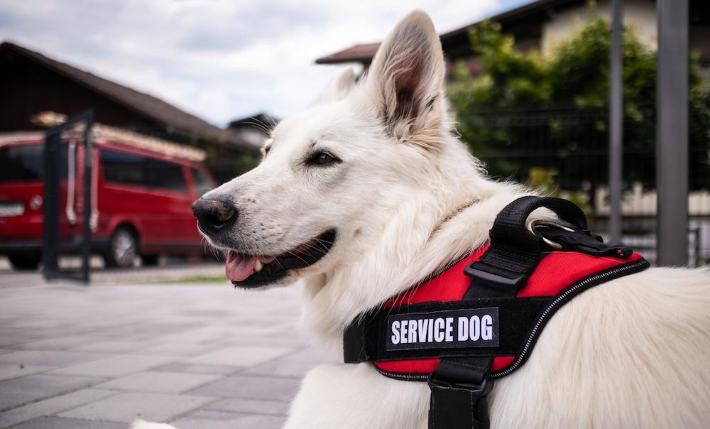 You Can Bring Your Small Dogs on Flights With These Airlines