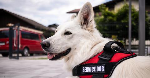 A white large dog sitting outside wearing a service collar.