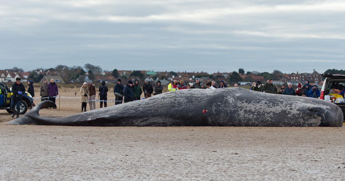 Dead Sperm Whale