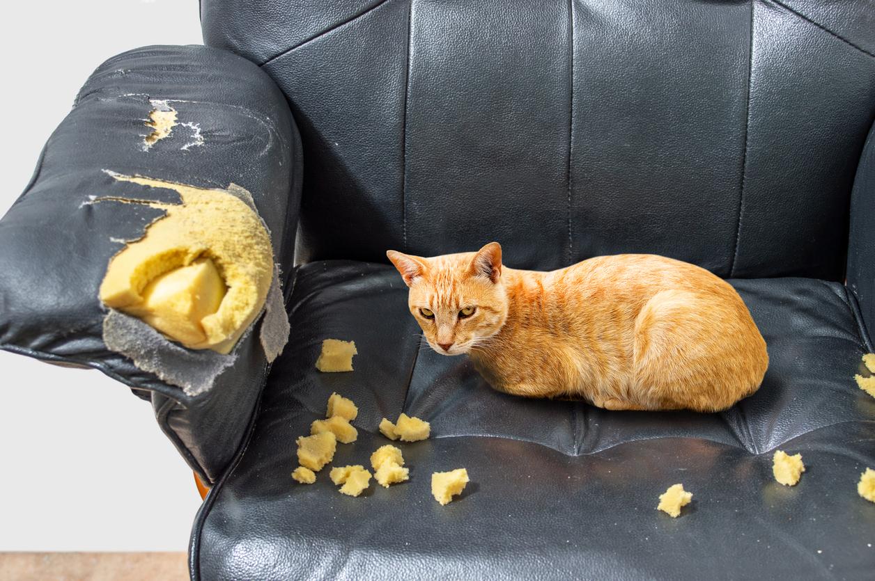 Leather sofa hotsell and cats