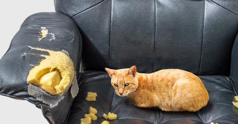An orange cat on a black scratched up sofa.