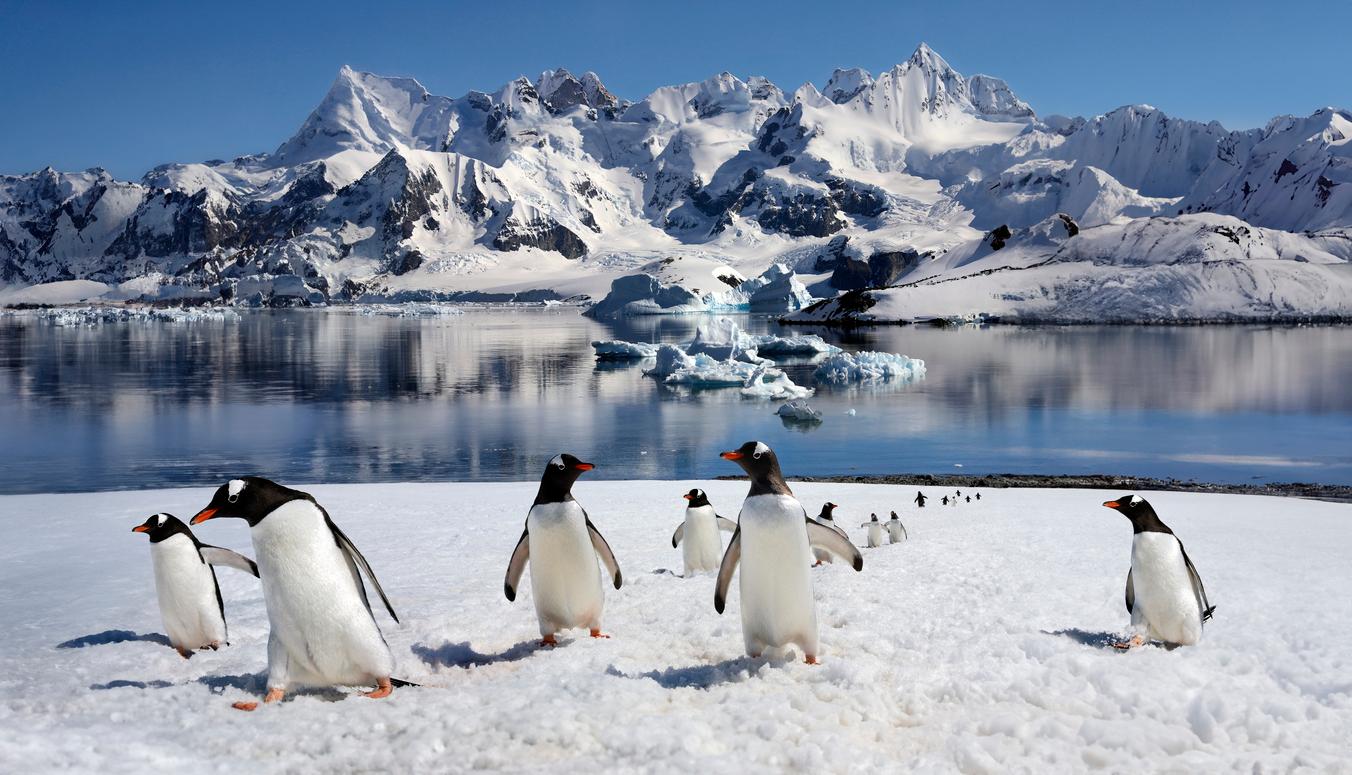 A colony of Gentoo Penguins are pictured on Danko Island in Antarctica.