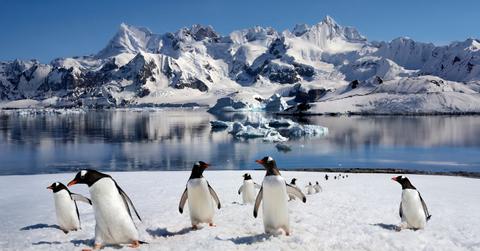 A colony of Gentoo Penguins are pictured on Danko Island in Antarctica.