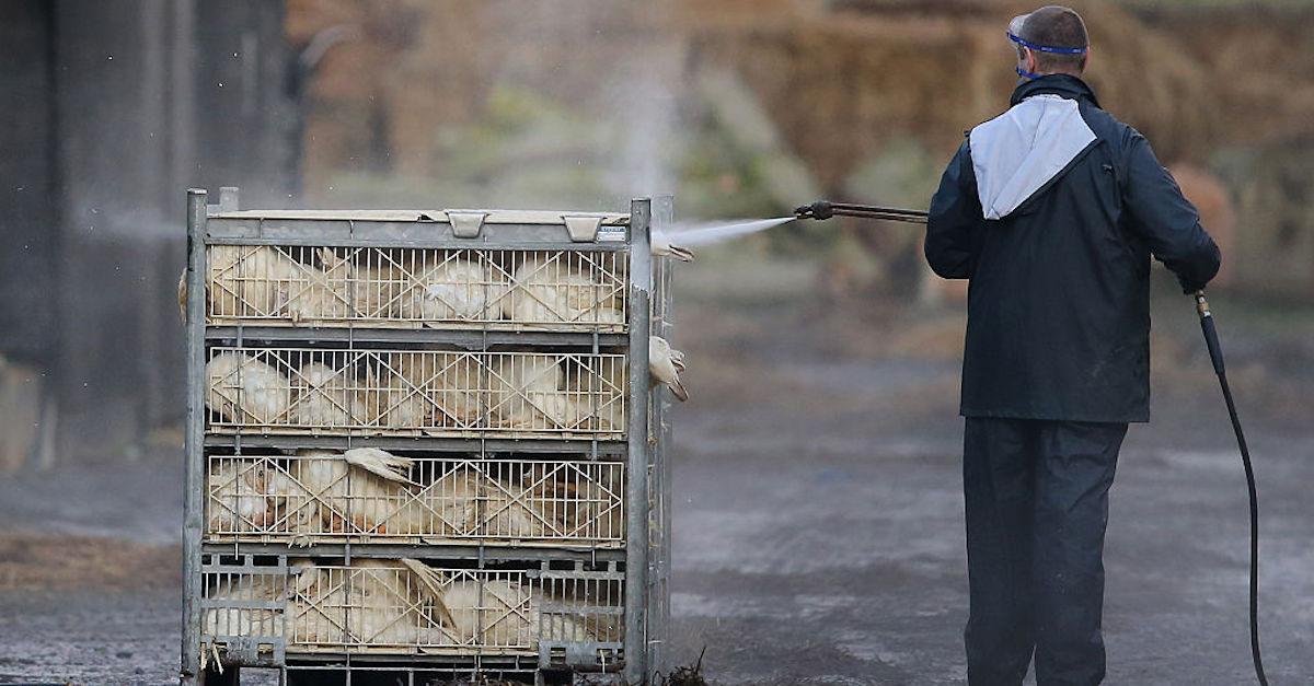 Bird Flu's Origin Story — Where It Came From, And Where It Is Now