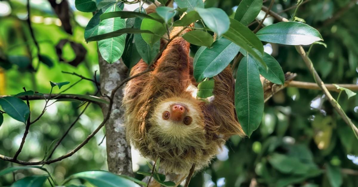 A sloth hangs upside down from a tree while smiling 