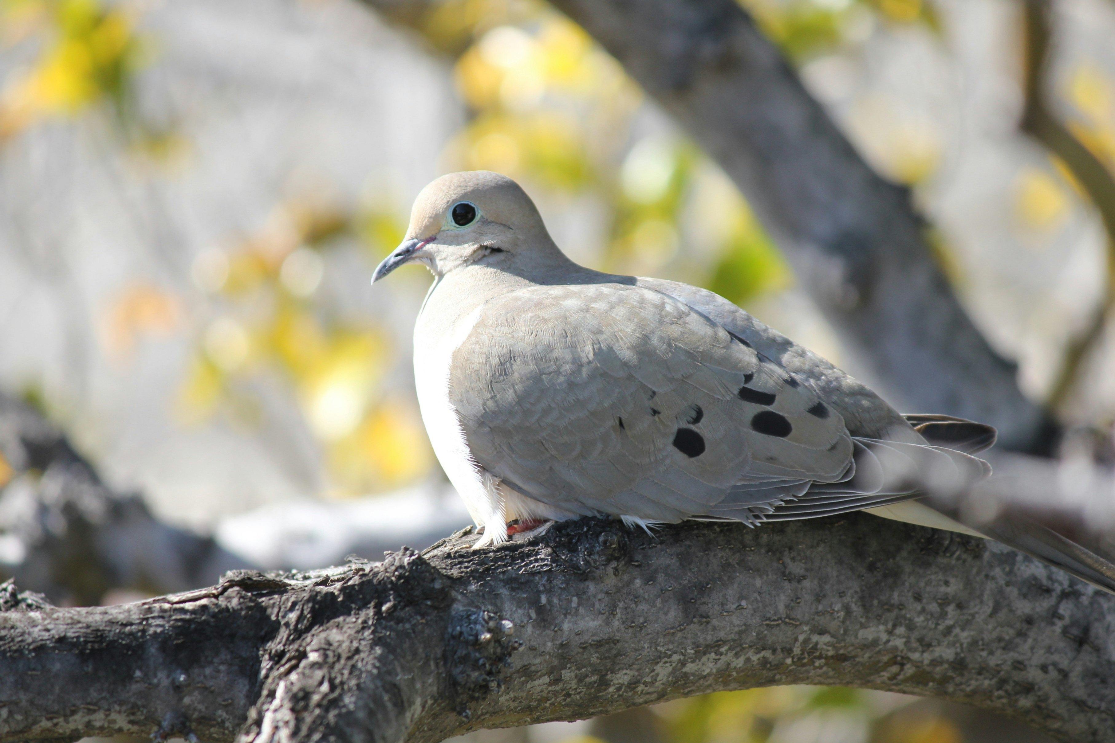 A mourning dove appears sitting in a tree.