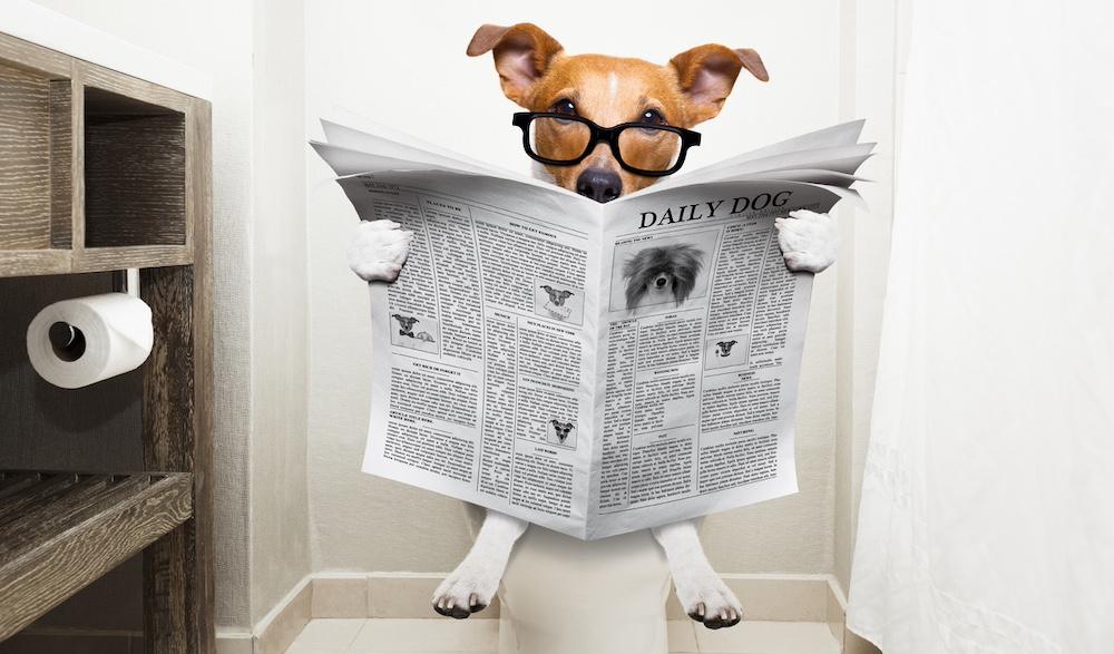 A puppy reading a newspaper on a toilet.