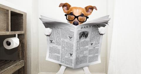 A puppy reading a newspaper on a toilet.