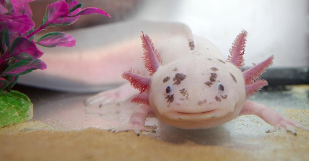 Pink Axolotl in a tank