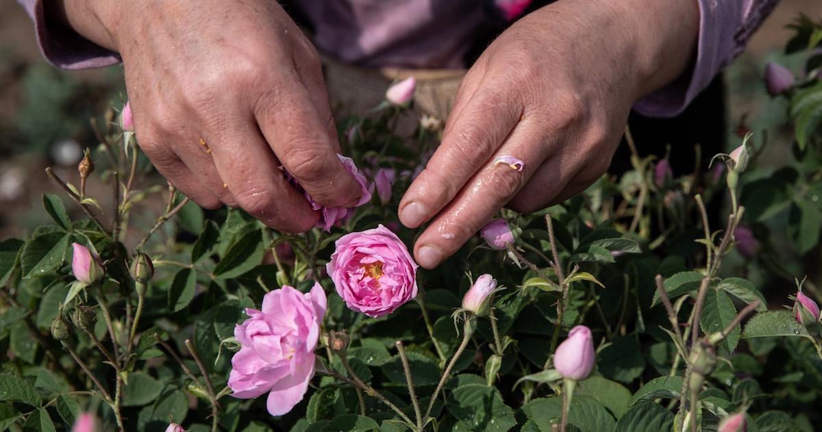 Picking roses