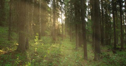 A sunlit forest.