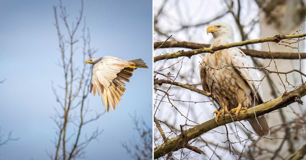 A bald eagle with leucism in Missouri. (Cover Image Source: Instagram | @terrynunnphotography)