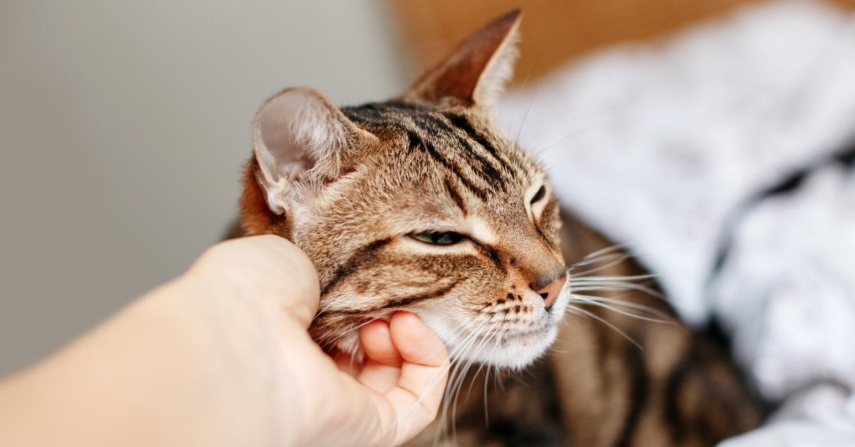 Brown tabby cat receiving chin scratches. 