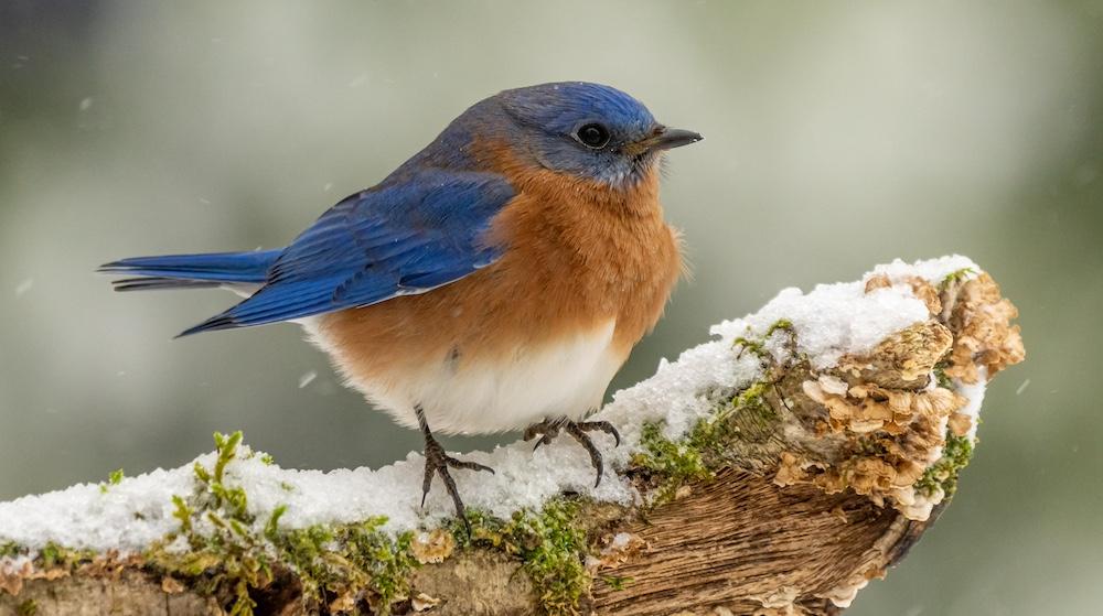 A bluebird perched on a branch.