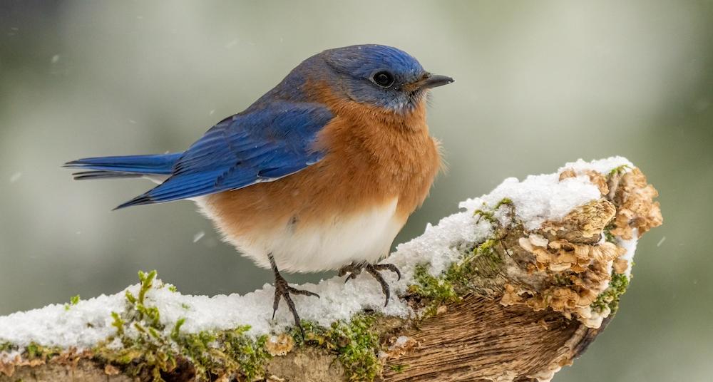 Bluebirds Have Deep Spiritual Meanings Across the World