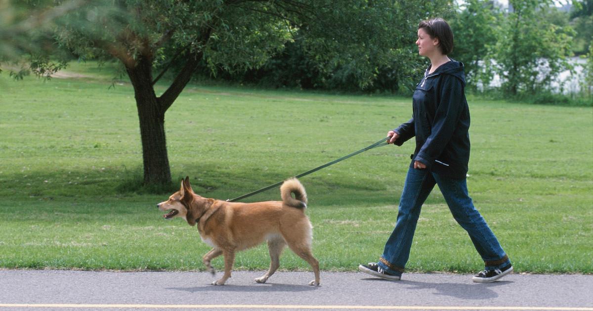 A woman walks her dog on a road next to a park.