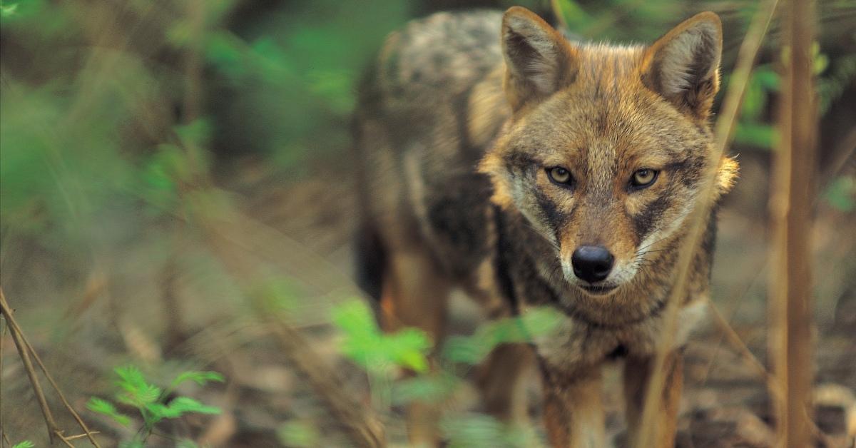 Red Wolf Population