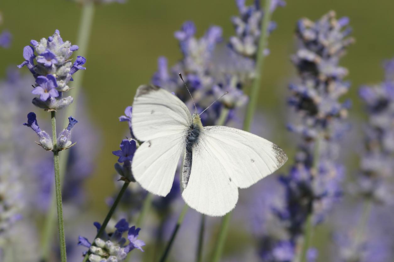 A white butterfly is pictured perched on a purple plant with flowers in a field of plants.