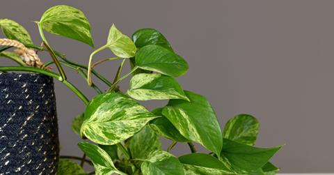 Pothos plant with white variegation