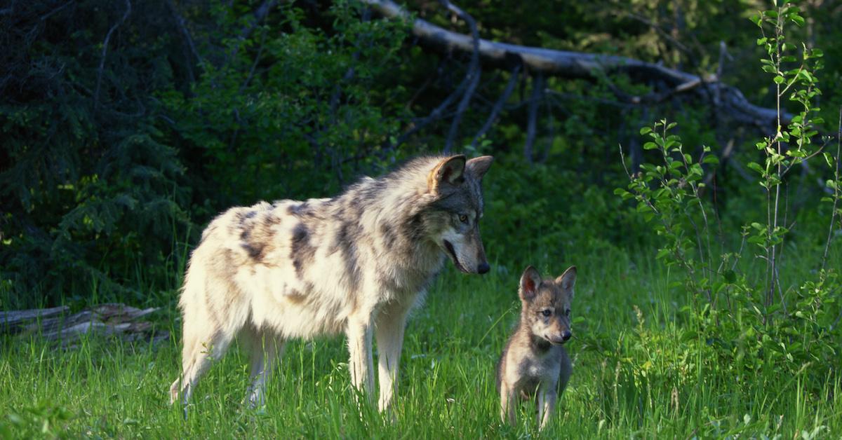 Wolves Poisoned Oregon