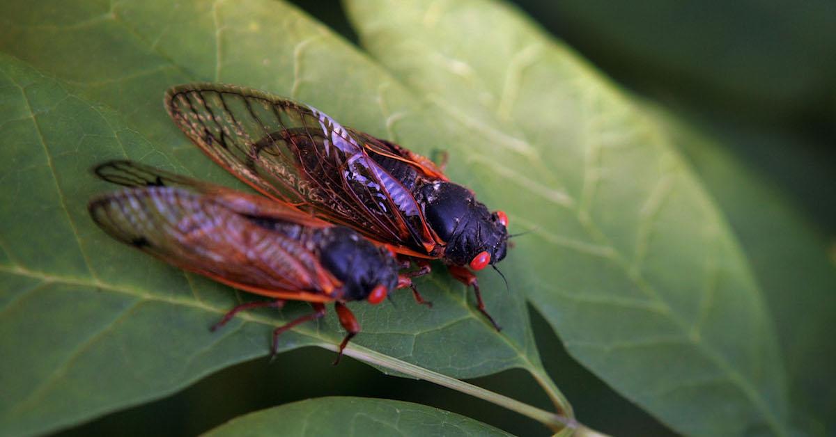 Two friendly cicadas