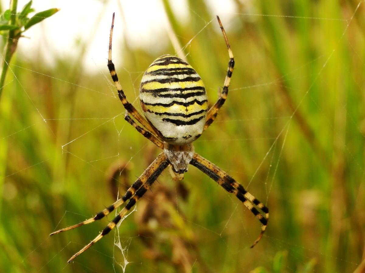 Yellow-and-black spider pictured upside down.