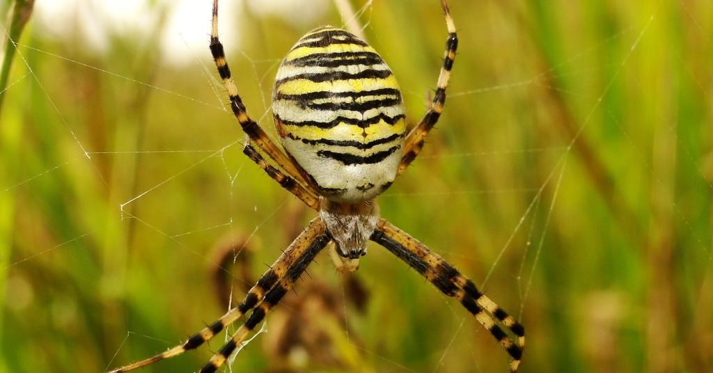Your Guide to Fascinating Animals That Hang Upside Down