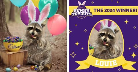 Louie the Raccoon wears bunny ears next to Cadbury candy and balloons, and another graphic names him winner of the 2024 Cadbury Easter Bunny Tryouts.