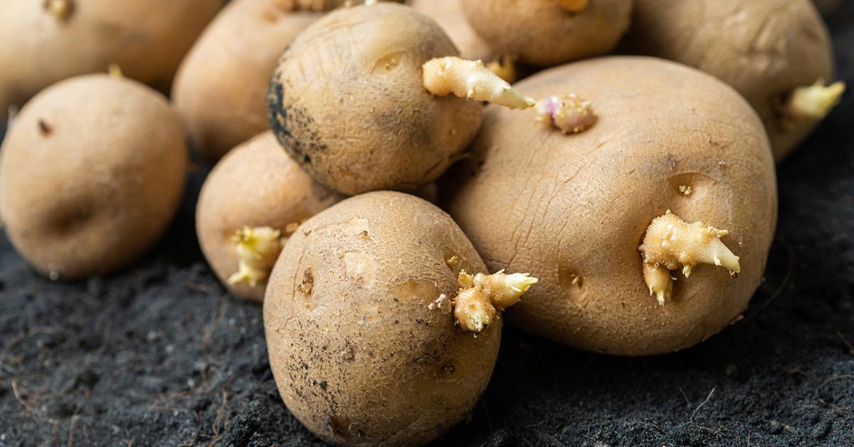 potatoes seed plant hack