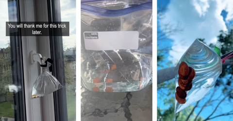 Hanging pennies in a bag of water could keep pests away