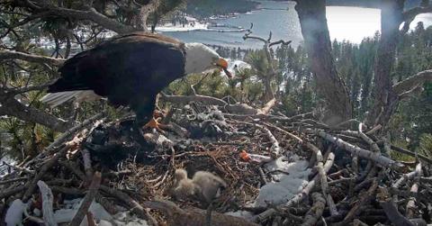 The Friends of Big Bear Valley live camera stream depicts an adult eagle and two eaglets.