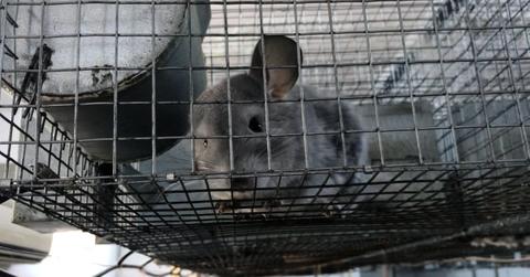 A gray chinchilla looks out of his cage during an investigation into the country's fur farming practices