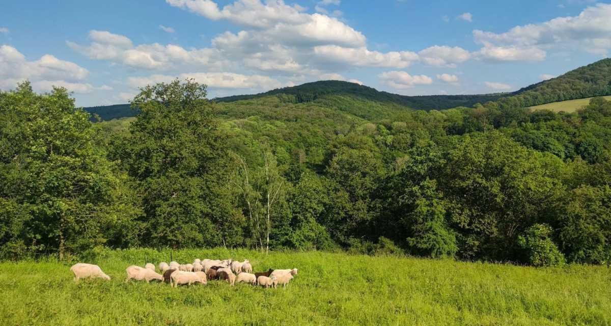 pn/fbaf b cd ba bdecdc