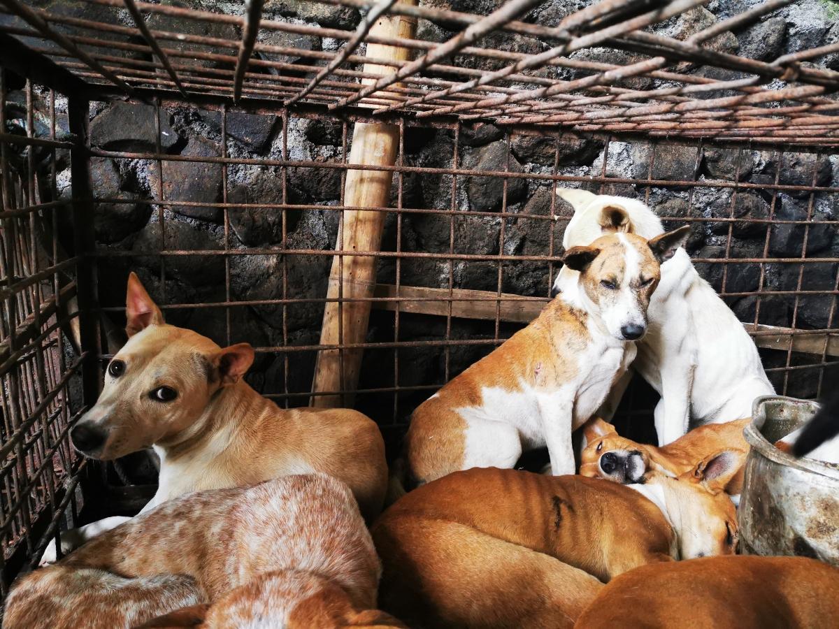 multiple dogs crowded in a cage