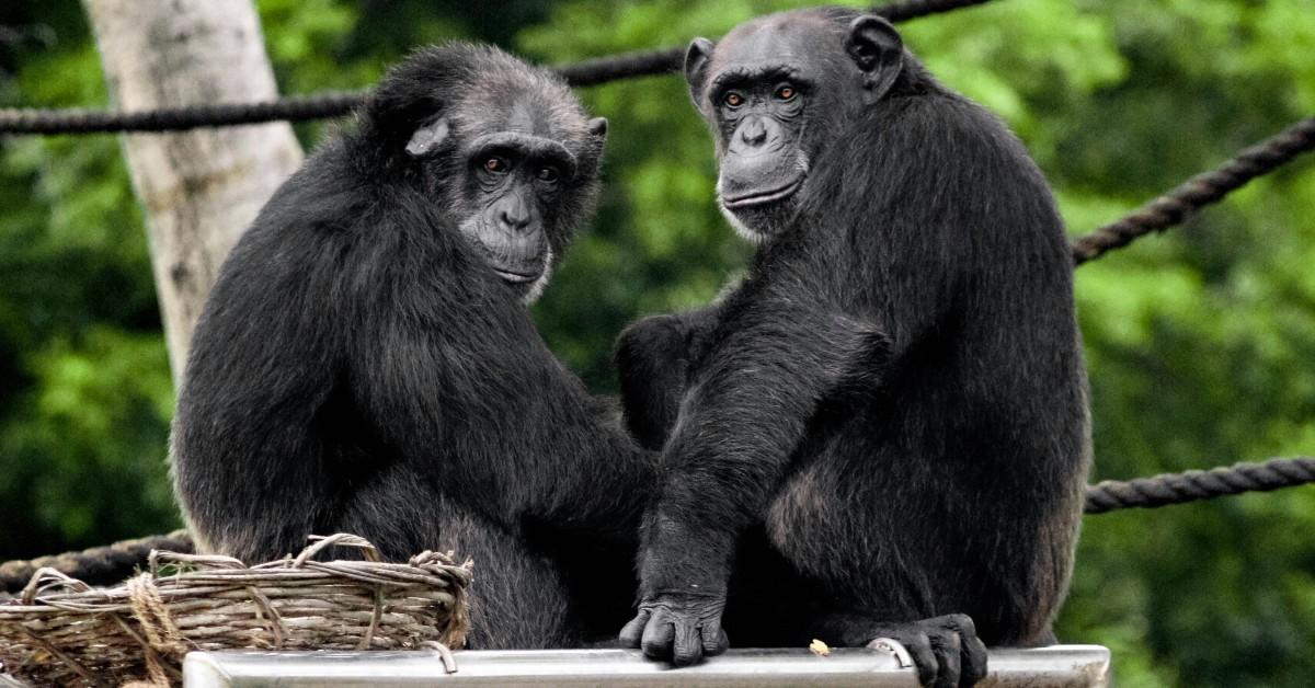 A pair of young chimpanzees look over their shoulder