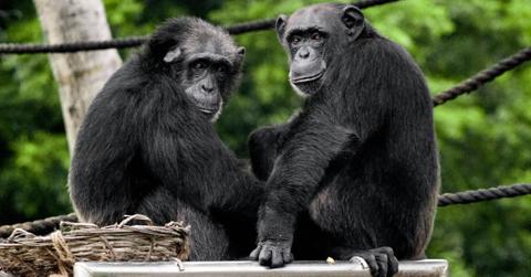 A pair of young chimpanzees look over their shoulder