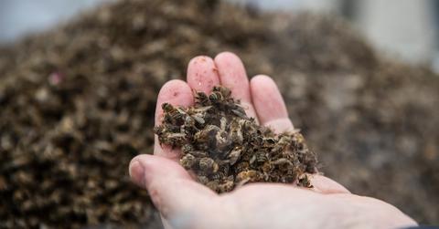 Why are bees disappearing?