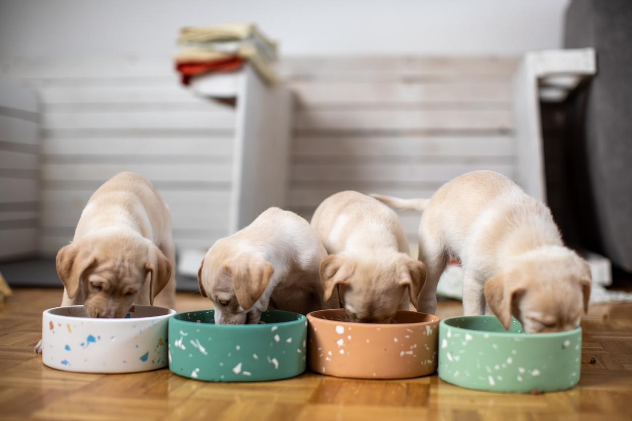 Four puppies eat food from their colorful white, green, and orange bowls.